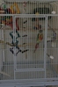 Close-up of his cage setup