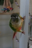 Hanging on the cage door