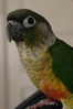 Cute bird portrait!