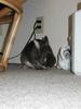 Neko nosing around in a sneaky fashion