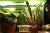 The enclosure. He's at the top. Just for reference, he's just over an inch long..